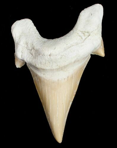 Large Otodus Shark Tooth Fossil #11538